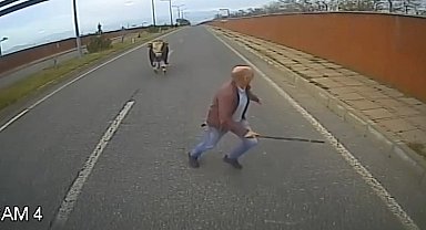 Yola çıkan ineği uzaklaştırmak isterken neye uğradığını şaşırdı