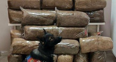 Yolcu otobüsünde kaçak tütün ele geçirildi