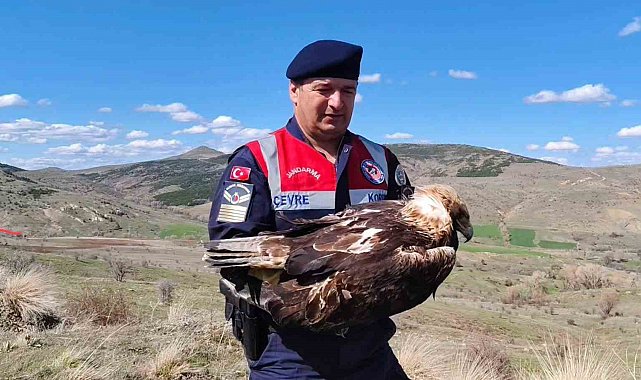 Yozgat'ta bulunan 'Kaya Kartalı' tedavi altına alındı