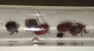 Yozgat'ta kene alarmı, uzmanı uyardı