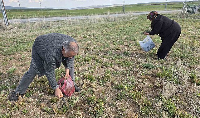 Yozgat'ta yemlik otu bereketi