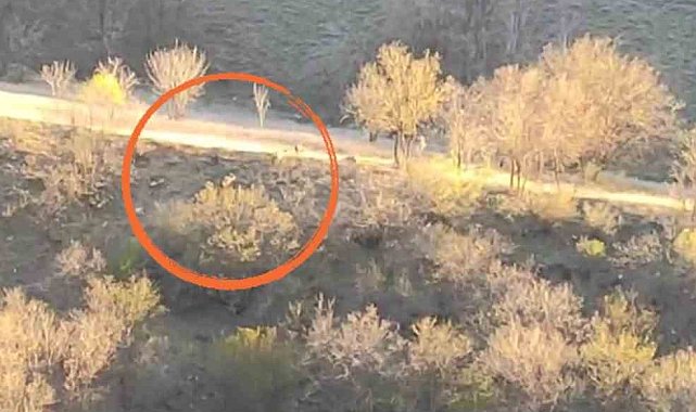 Yüksekova'da domuz sürüsü görüntülendi