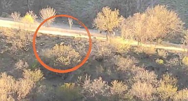 Yüksekova'da domuz sürüsü görüntülendi