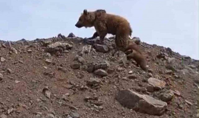 Yüksekova'da kış uykusundan uyanan ayı ailesi görüntülendi