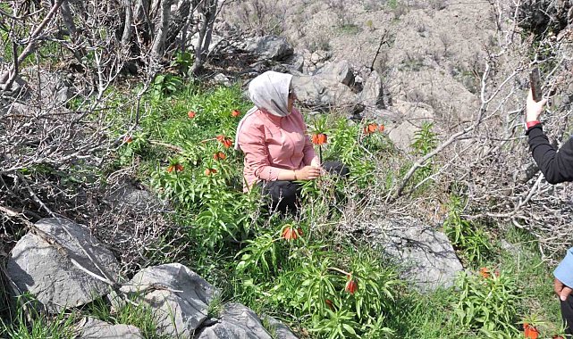 Yüzlerce kişi 20 günlük ömrü olan ters laleleri görmek için dağa tırmandı
