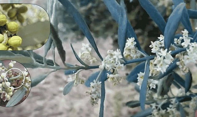 Zeytin güvesine karşı mücadele uyarısı