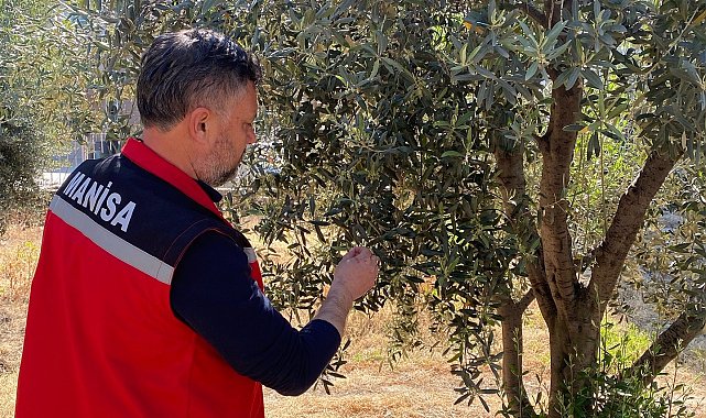 Zeytin üreticilerine 'Pamuklu bit' uyarısı