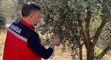 Zeytin üreticilerine 'Pamuklu bit' uyarısı