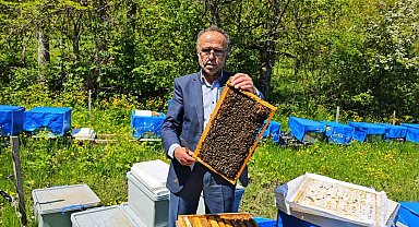 Zirai don Artvin'de arıcılığı vurdu, bu sezon bal üretiminde yüzde 60'a varan kayıp bekleniyor