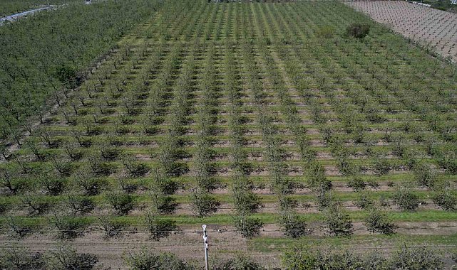 Zirai don Bursa Ovası'nda armut ve şeftaliyi teğet geçti