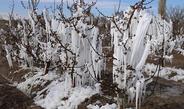 Zirai don Konya'da pancarı ve meyveleri vurdu
