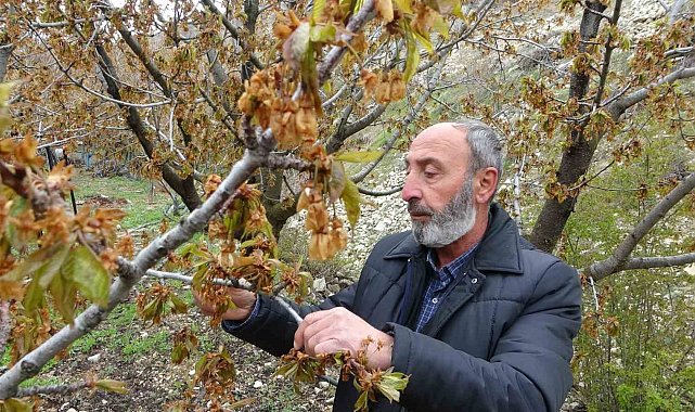 Zirai don, Malatya'nın tescilli dalbastı kirazını da vurdu