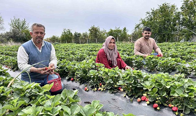 Zirai dondan ateş yakarak kurtardığı çileğin hasadına başladı