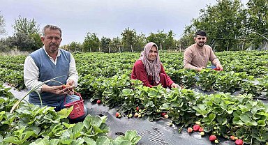 Zirai dondan ateş yakarak kurtardığı çileğin hasadına başladı