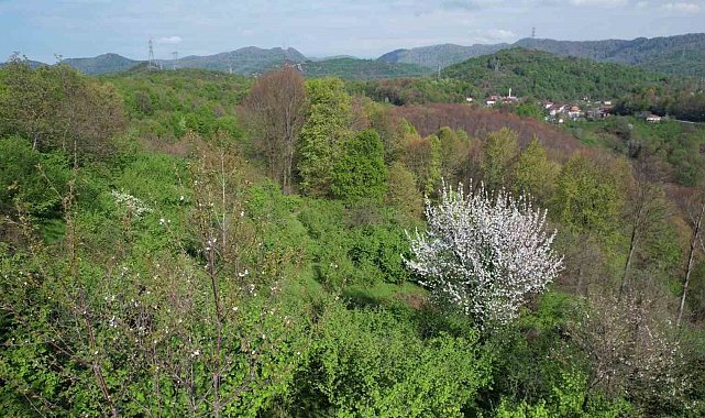 Zonguldak ormanlarında baharın renk cümbüşü havadan görüntülendi