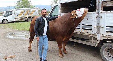 1 ton 150 kilogram ağırlığındaki "Paşa" 380 bin TL'ye alıcısını bekliyor