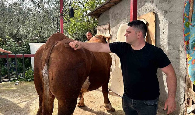 1 ton 200 kiloluk kurbanlık, araba fiyatına alıcısını bekliyor