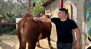 1 ton 200 kiloluk kurbanlık, araba fiyatına alıcısını bekliyor