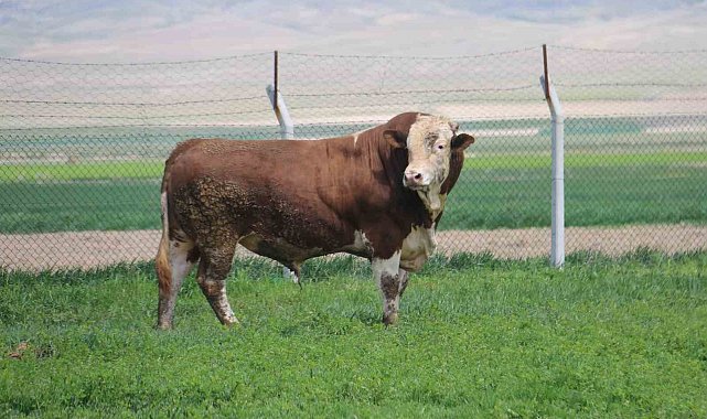 1 ton 250 kilogramlık Tosun, fiyatıyla dudak uçuklatıyor