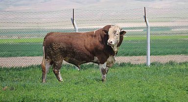1 ton 250 kilogramlık Tosun, fiyatıyla dudak uçuklatıyor