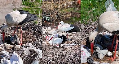 2 leylek, Anneler Günü'nde anne oldu