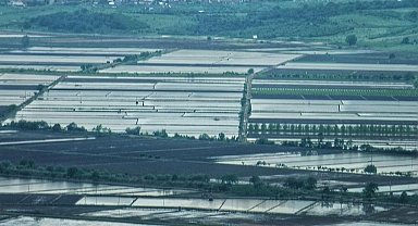 2025 sezonunda çeltik ekimine sınırlama uygulanacak