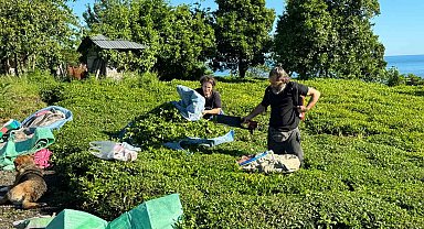 2025 yaş çay sezonu açıldı