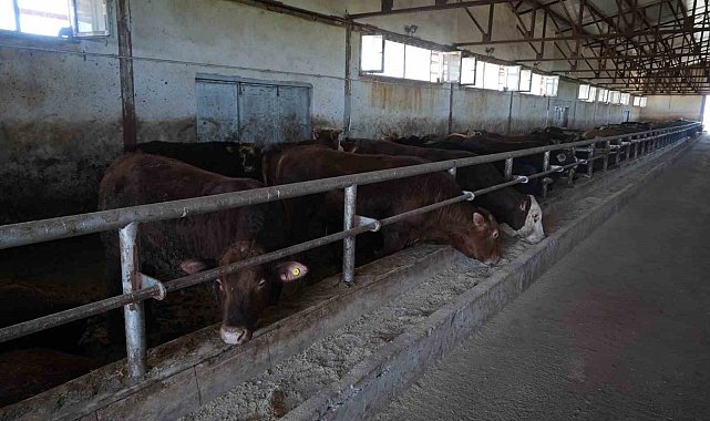 30 bin hayvan sevk edildi, 3 milyar TL'lik gelir bekleniyor