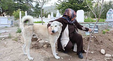 'Garip'in vefası: Ölen sahibinin mezarından ayrılmıyor