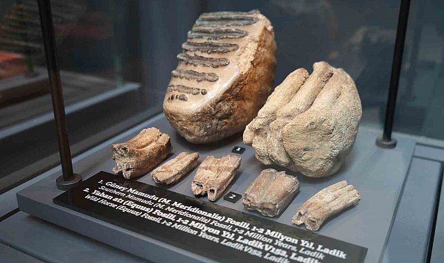 545 milyon yıllık fosiller Samsun'da sergileniyor