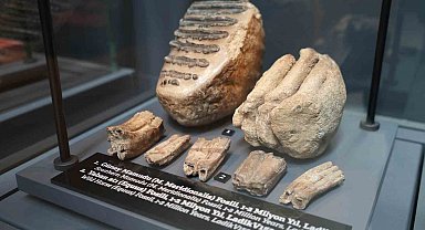 545 milyon yıllık fosiller Samsun'da sergileniyor