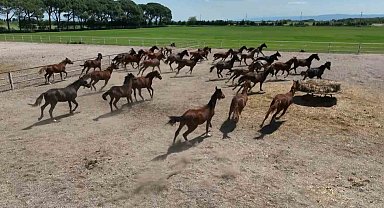 700 yıllık işletmenin milyonluk atları havadan görüntülendi