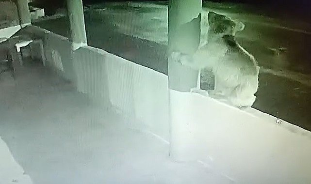 Aç ayı oynamadı: Bayburt'ta bir yavru ayı alabalıkları yedikten sonra oyunlar oynadı