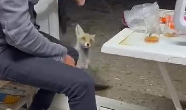 Aç tilki köye indi, insanların elinden yiyecek yedi