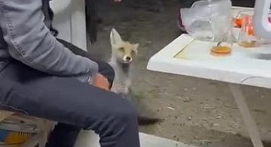 Aç tilki köye indi, insanların elinden yiyecek yedi