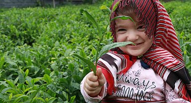 Açıklanan çay taban fiyatı Rizelileri böldü