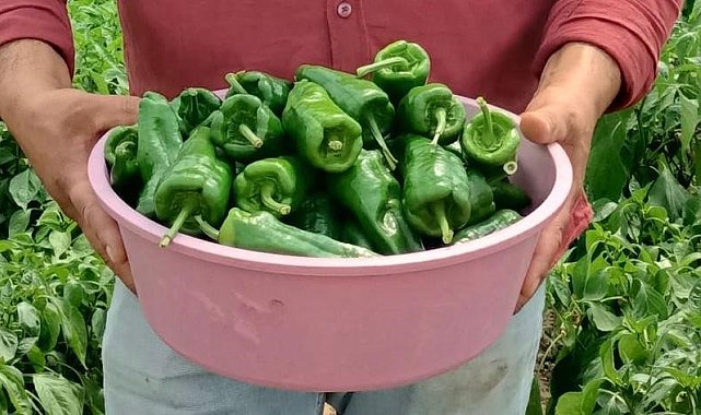 Acısıyla ünlü Emcelli Biberi kilosu 250 TL'den piyasaya çıktı