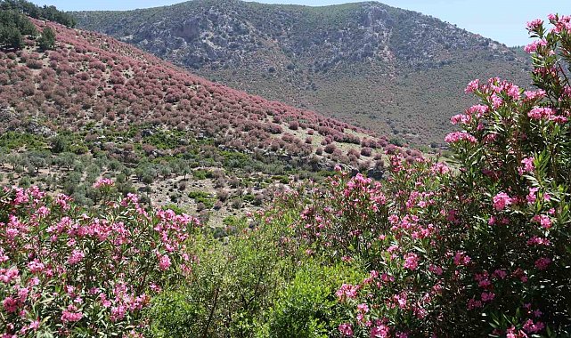 Adana'da dağlar zakkumların çiçek açmasıyla pembeye boyandı