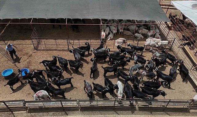 Adana'da kurbanlıklar görücüye çıktı: Kilo fiyatı 280 ile 310 TL arasında