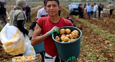 Adana'da patates hasadı başladı, tarlada kilogramı 22-24 lira