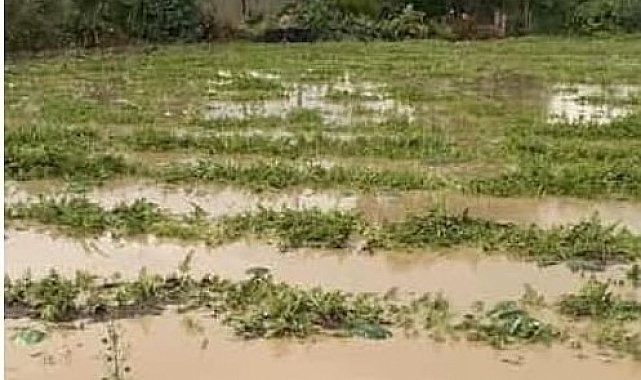 Adana'nın ilçelerinde tarım arazileri sular altında kaldı