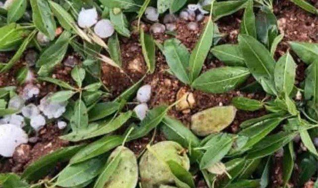 Adıyaman'da ceviz büyüklüğündeki dolu yağışı badem bahçelerine zarar verdi