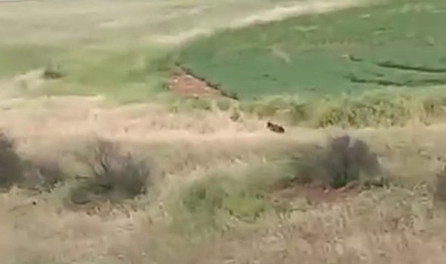 Adıyaman'da çiftçiler ayıyla karşılaştı