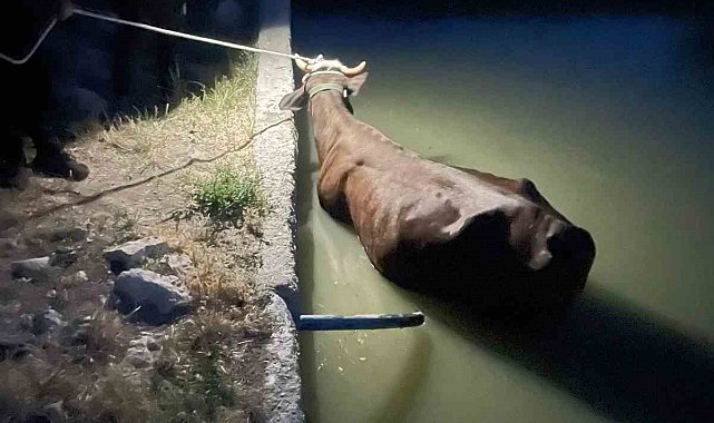 Adıyaman'da havuza düşen inek kurtarıldı