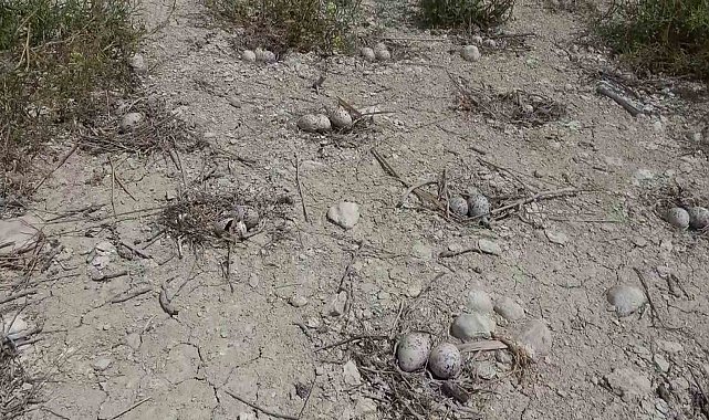 Adıyaman'daki Martı Adası'nda kuluçka dönemi yaşanıyor