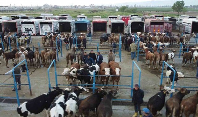 Afyonkarahisar'da kurbanlık hareketliliği başladı