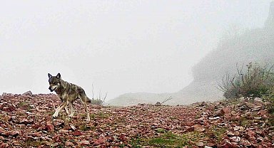 Ağasar'ın yaban hayatı fotokapana yansıdı