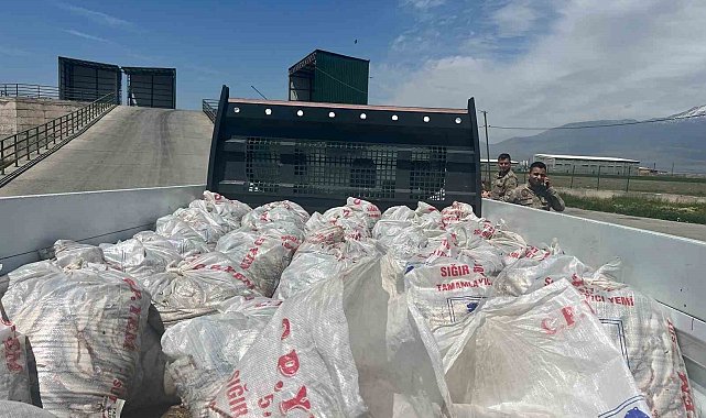 Ağrı'da 2 ton kaçak inci kefali ele geçirildi