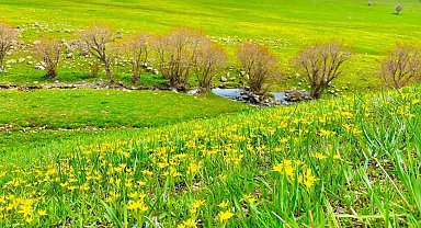 Ağrı'da doğanın renk cümbüşü göz kamaştırıyor
