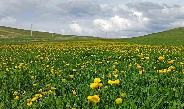 Ahlat'ta ovalar düğün çiçekleri ve mor sümbüllerle şenlendi